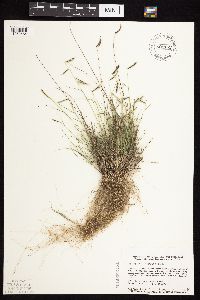 Bouteloua hirsuta image