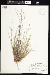 Bouteloua hirsuta image