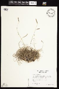 Bouteloua hirsuta image