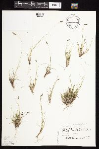 Bouteloua hirsuta image