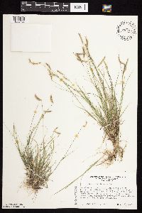 Bouteloua hirsuta image