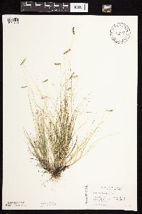 Bouteloua hirsuta image