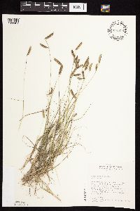 Bouteloua hirsuta image