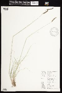 Bouteloua hirsuta var. hirsuta image