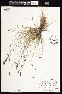 Bouteloua hirsuta var. hirsuta image