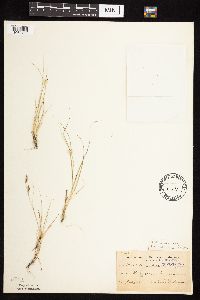 Bouteloua hirsuta image