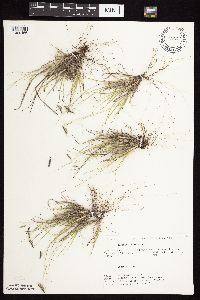 Bouteloua hirsuta image