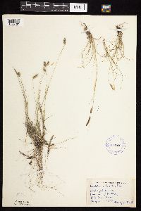 Bouteloua hirsuta image