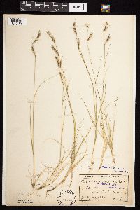 Bouteloua hirsuta image