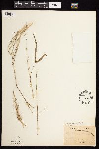 Bouteloua hirsuta image