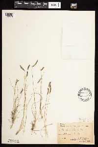 Bouteloua hirsuta image