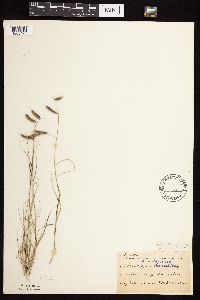 Bouteloua hirsuta image