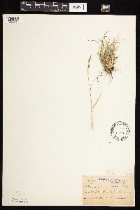 Bouteloua hirsuta image