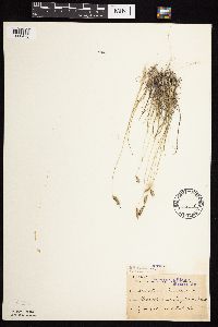 Bouteloua hirsuta image