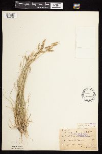 Bouteloua hirsuta image