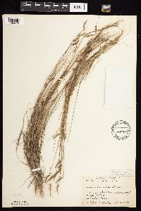 Bouteloua hirsuta image