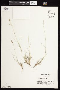 Bouteloua hirsuta image