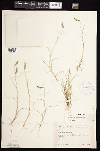 Bouteloua hirsuta image