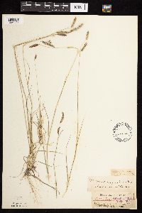 Bouteloua hirsuta image