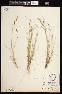 Bouteloua hirsuta image