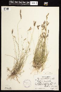 Bouteloua hirsuta image