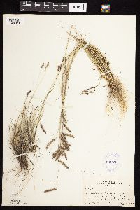 Bouteloua hirsuta image