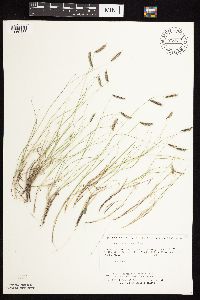 Bouteloua hirsuta image