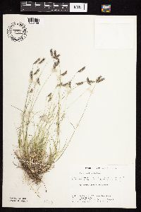 Bouteloua hirsuta image