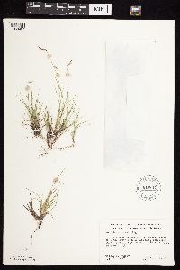 Bouteloua hirsuta image