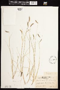 Bouteloua hirsuta image