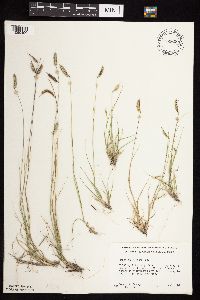 Bouteloua hirsuta image