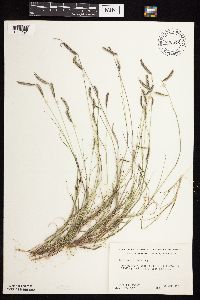 Bouteloua hirsuta image