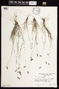 Bouteloua hirsuta image