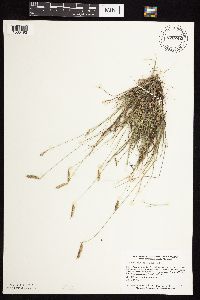 Bouteloua hirsuta image