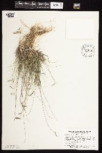 Bouteloua hirsuta image