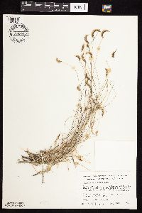 Bouteloua hirsuta image