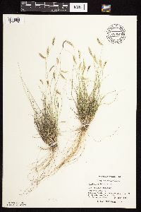 Bouteloua hirsuta image