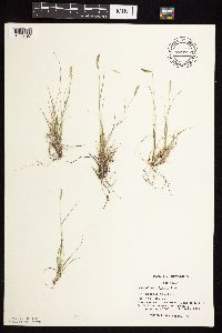 Bouteloua hirsuta image