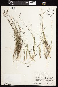 Bouteloua hirsuta image