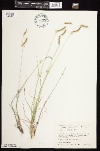 Bouteloua hirsuta image