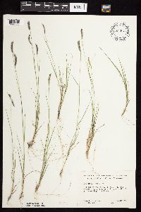 Bouteloua hirsuta image