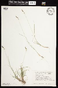 Bouteloua hirsuta image