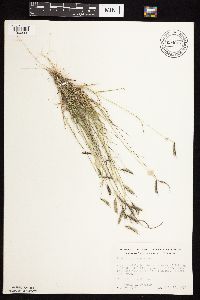 Bouteloua hirsuta image