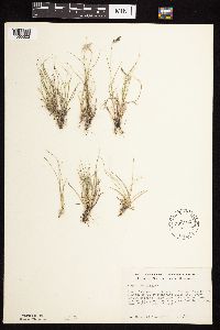 Bouteloua hirsuta image