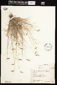 Bouteloua hirsuta image