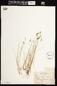 Bouteloua hirsuta image