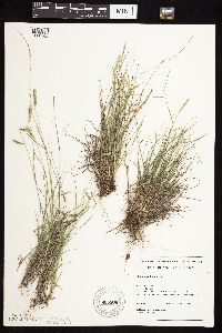 Bouteloua hirsuta image