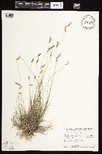 Bouteloua hirsuta image