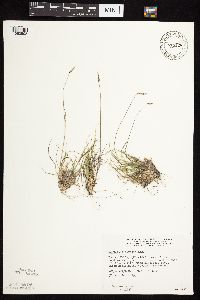 Bouteloua hirsuta image