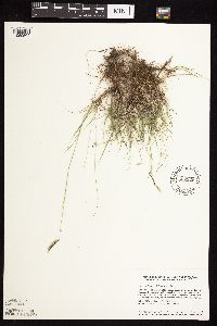 Bouteloua hirsuta image